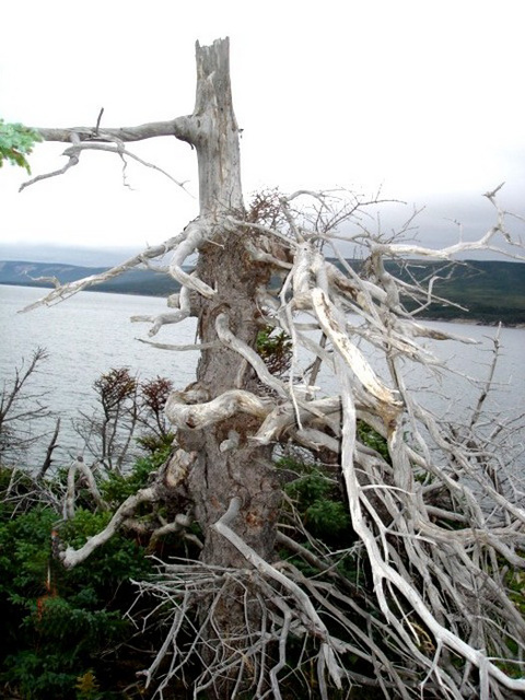 Arbre maléfique / Evil tree