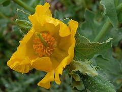 Yellow-horned Poppy