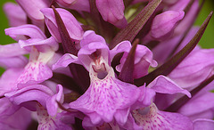 Southern Marsh Orchid Flowers