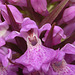 Southern Marsh Orchid Flowers