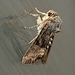 Tawny Marbled Minor-Marbled Minor Moth Side