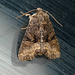 Tawny Marbled Minor-Marbled Minor Moth