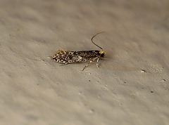 Skin Moth