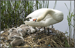 A family of Swans at Fort Brockhurst, Gosport