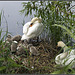 A family of Swans at Fort Brockhurst, Gosport