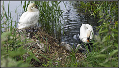A family of Swans at Fort Brockhurst, Gosport