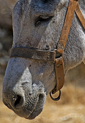 Donkey portrait