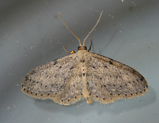 Small Dusty Wave Moth