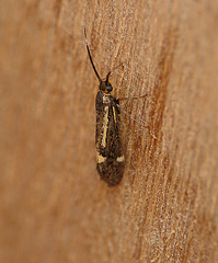 Esperia sulphurella Moth Side