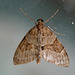 Grey Pine Carpet Moth