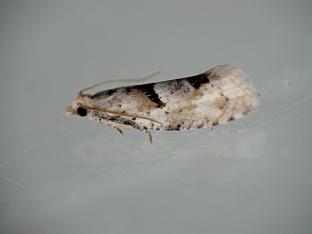 Epinotia bilunana Moth Side