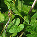 Hairy Dragonfly Male
