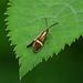 Nemophora degeerella Moth Female