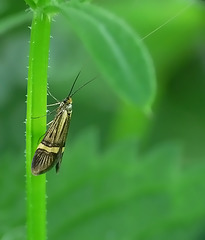 Nemophora degeerella Moth Male