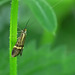 Nemophora degeerella Moth Male