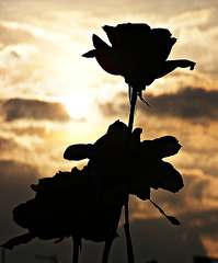 Roses against an evening sky