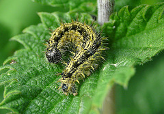 Small Tortoiseshell Butterfly Caterpillar
