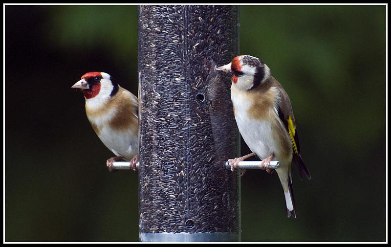 Goldfinches in the garden