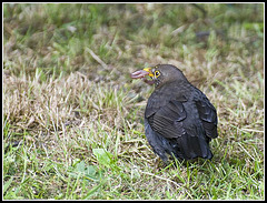Blackbird in the garden