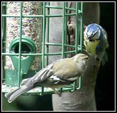 Juvenile Blue Tit and Chaffinch in the garden