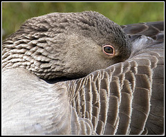 Greylag Goose - Crop Version
