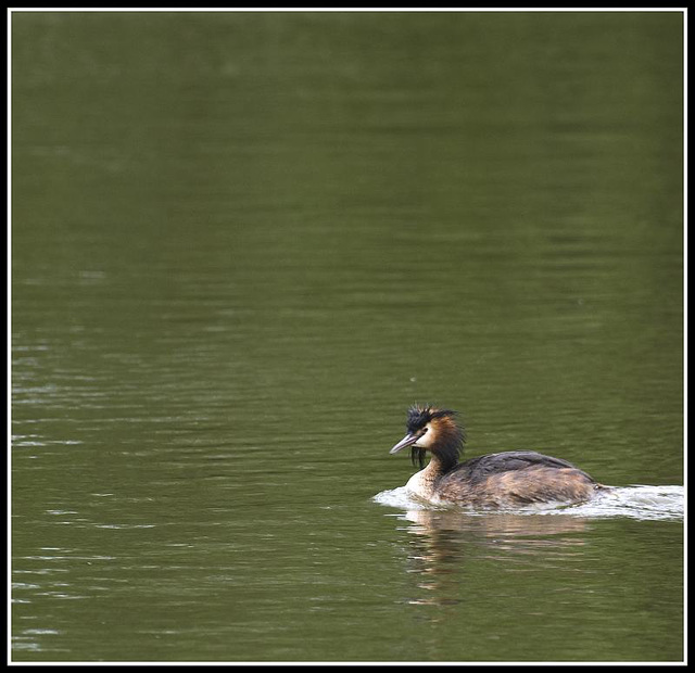 Great Crested Grebe at Lakeside Eastleigh