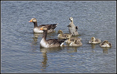 Greylag Geese with Goslings at Lakeside Eastleigh