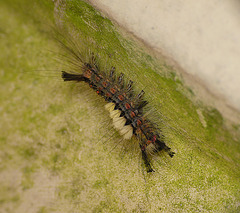 The Vapourer Moth Caterpillar