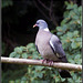 Wood Pigeon in the garden