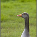 Greylag Goose at Lakeside Eastleigh