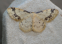 Treble Brown Spot Moth