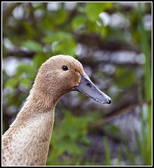 Indian Runner Duck at Lakeside Eastleigh