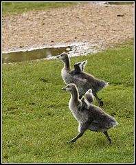 Greylag Goslings at Lakeside Eastleigh