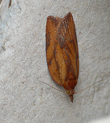 Light Brown Apple Moth
