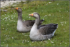 Greylag Geese at Lakeside Eastleigh