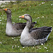Greylag Geese at Lakeside Eastleigh