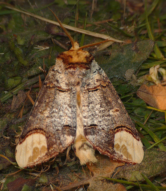 Buff-tip Moth Open