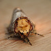 Buff-tip Moth Face