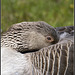 Greylag Goose at Lakeside Eastleigh