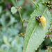 Emerging Ladybird Side