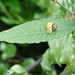 Emerging Ladybird Top