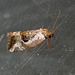 Rosy Marbled Moth