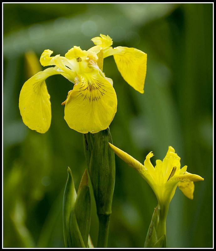 Yellow Iris at Lakeside Eastleigh
