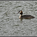 Great Crested Grebe at Lakeside Eastleigh