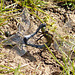 Black Tailed Skimmer Mating Pair -Side