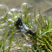 Black Tailed Skimmer Mating Pair -Top