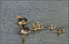 Greylag Geese with Goslings at Lakeside Eastleigh