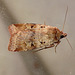 Ingrailed Clay Moth