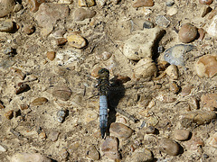 Black Tailed Skimmer Male -Top