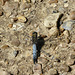 Black Tailed Skimmer Male -Top